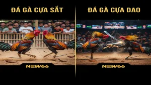 Đá gà cựa sắt và đá gà cựa dao: Sự khác biệt New66
